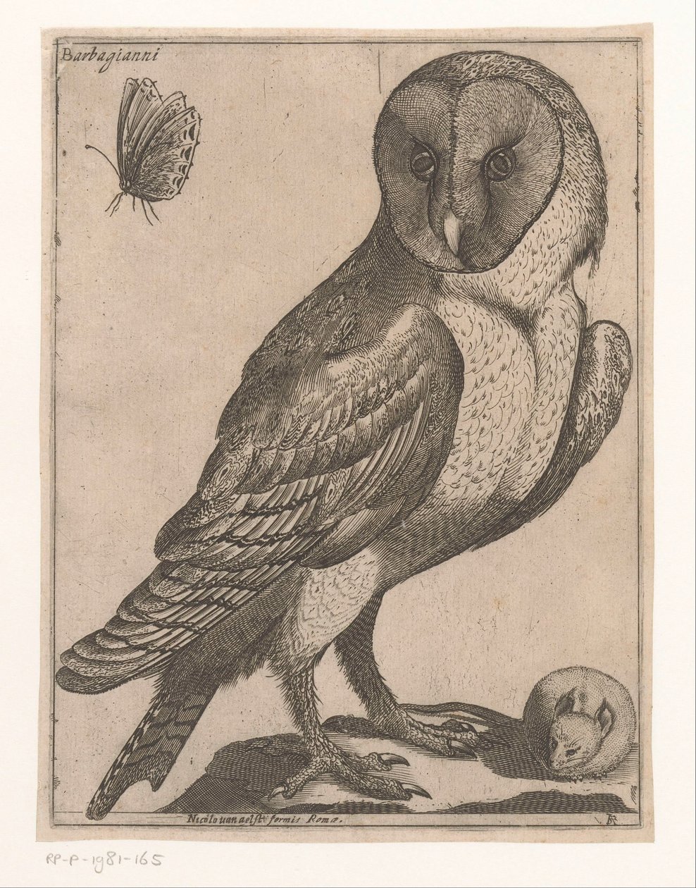 Barbagianni da Jacques de Fornazeris