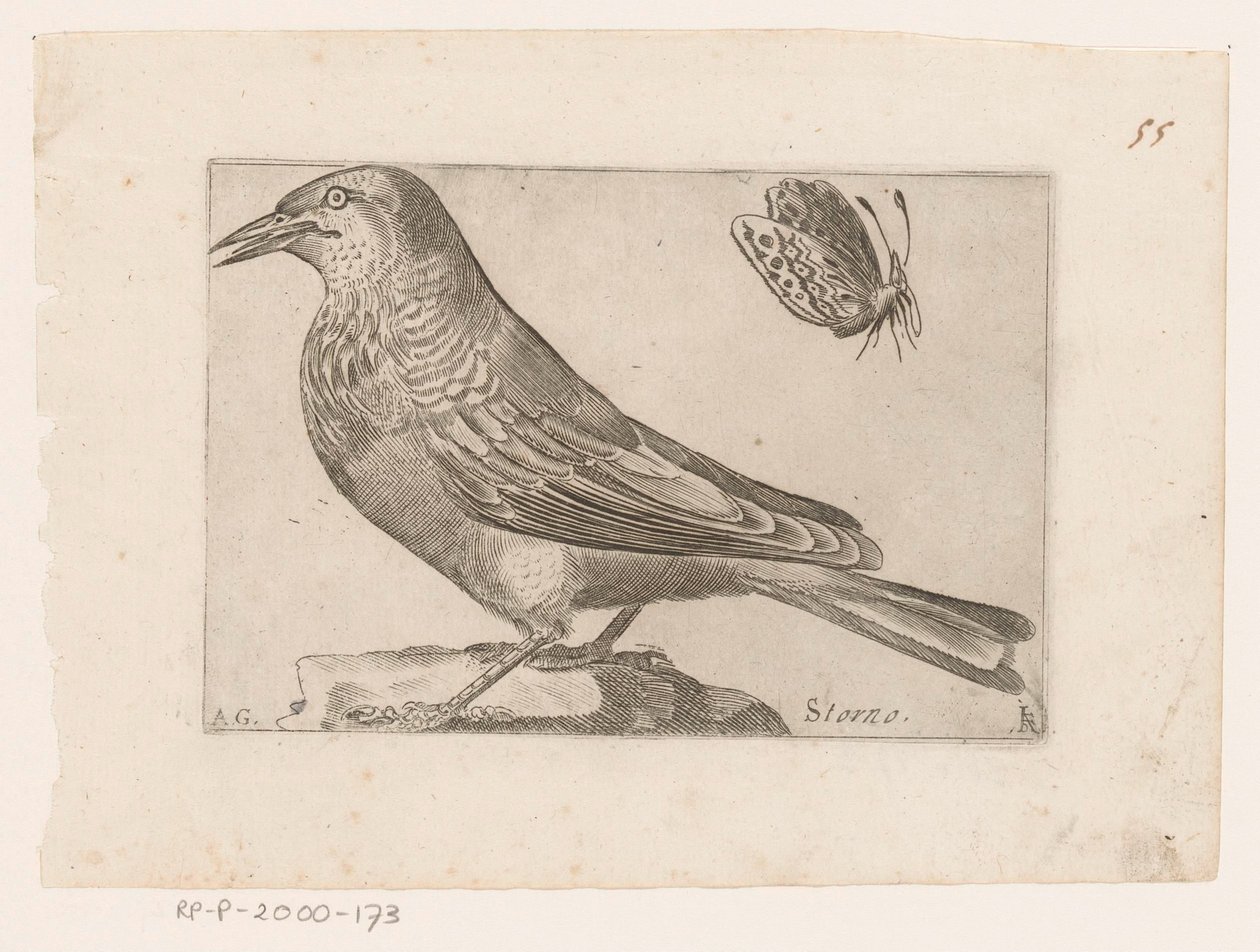 Storno (Vogels) da Jacques de Fornazeris