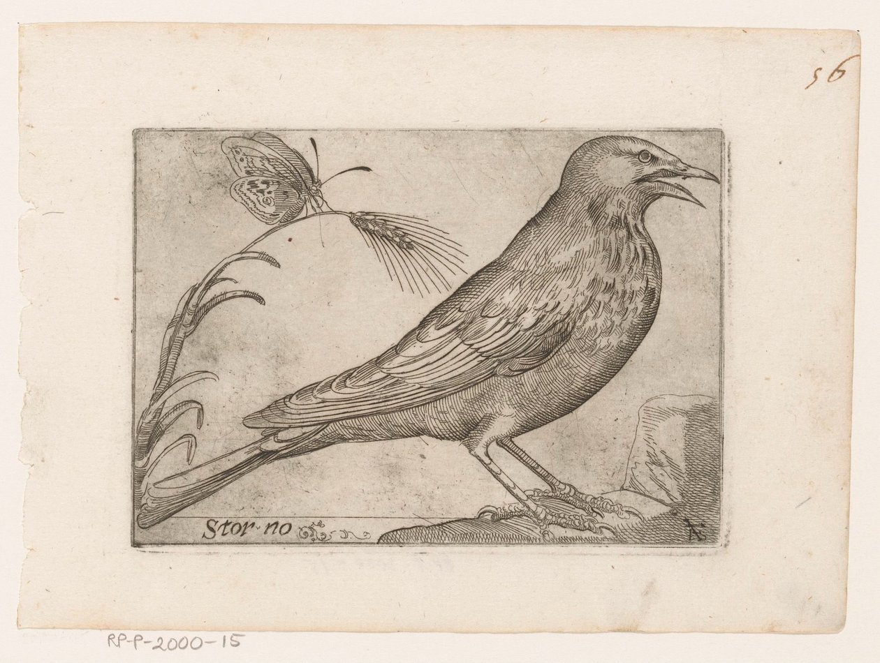 Storno (Sturnus vulgaris, Uccelli) da Jacques de Fornazeris