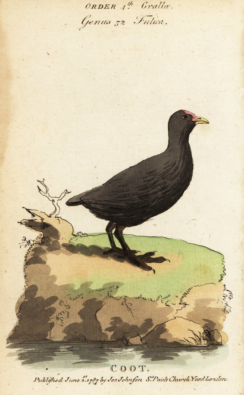 Folaga eurasiatica, Fulica atra da Jacques de Seve
