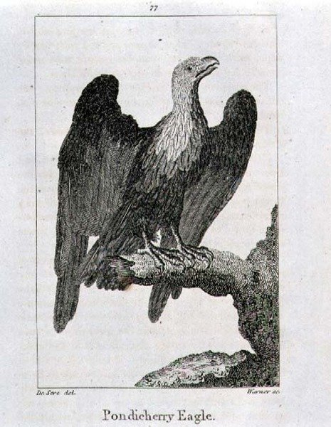 Aquila di Pondicherry, da 