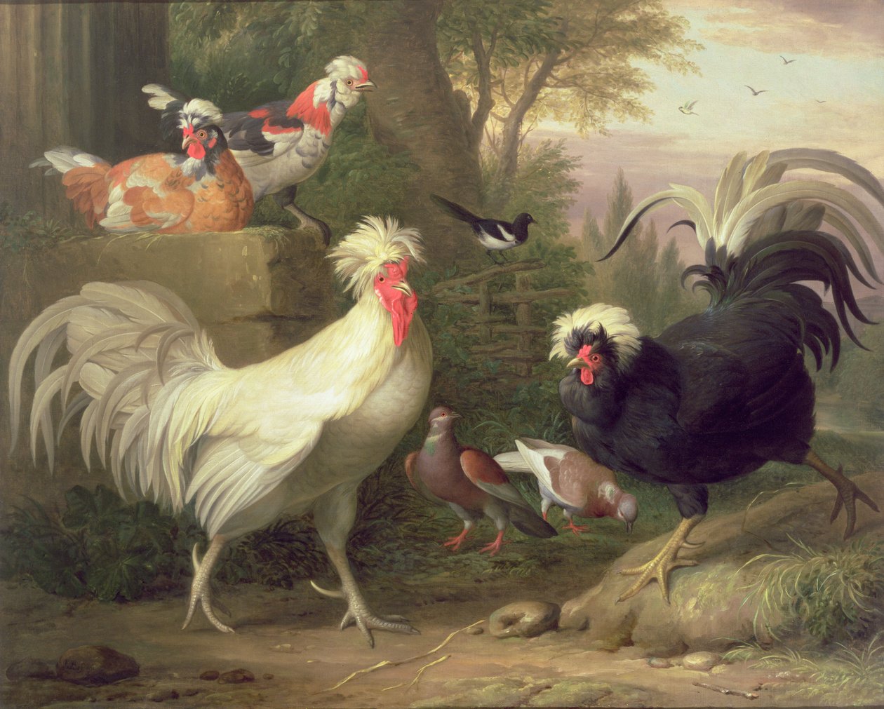 Galli e Piccioni da Jakob Bogdani or Bogdany