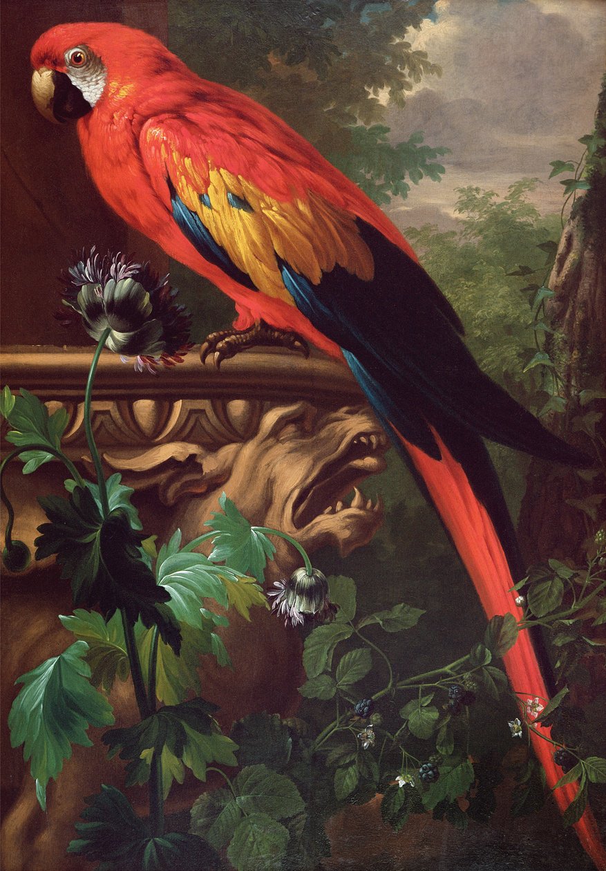 Ara scarlatta in un paesaggio da Jakob Bogdani or Bogdany