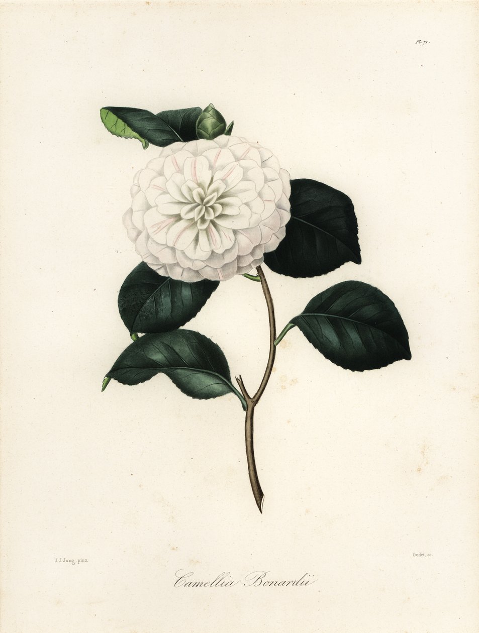Varietà di Camellia japonica, Camellia bonardii o Camellia bonnardii da Jakob (after) Jung