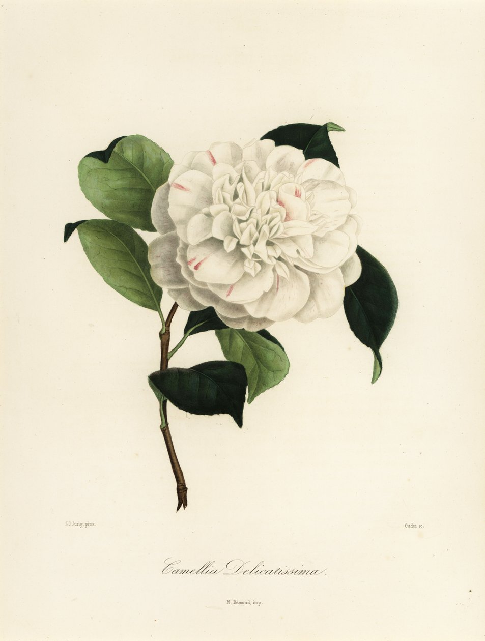 Camellia japonica varietà, Camellia delicatissima da Jakob (after) Jung