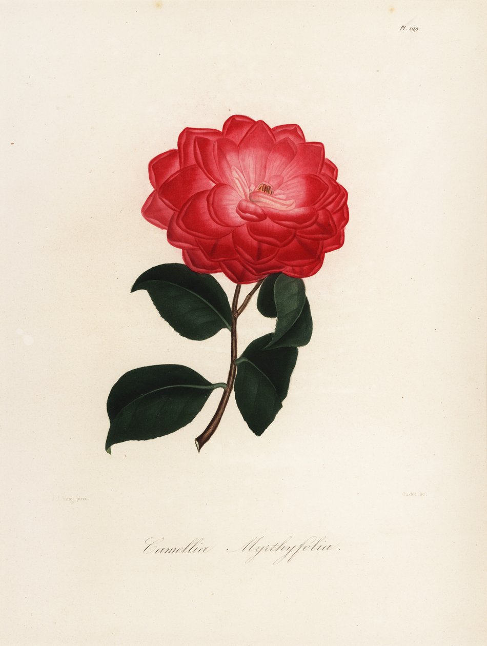 Varietà di Camellia japonica, Camellia myrthyfolia da Jakob (after) Jung