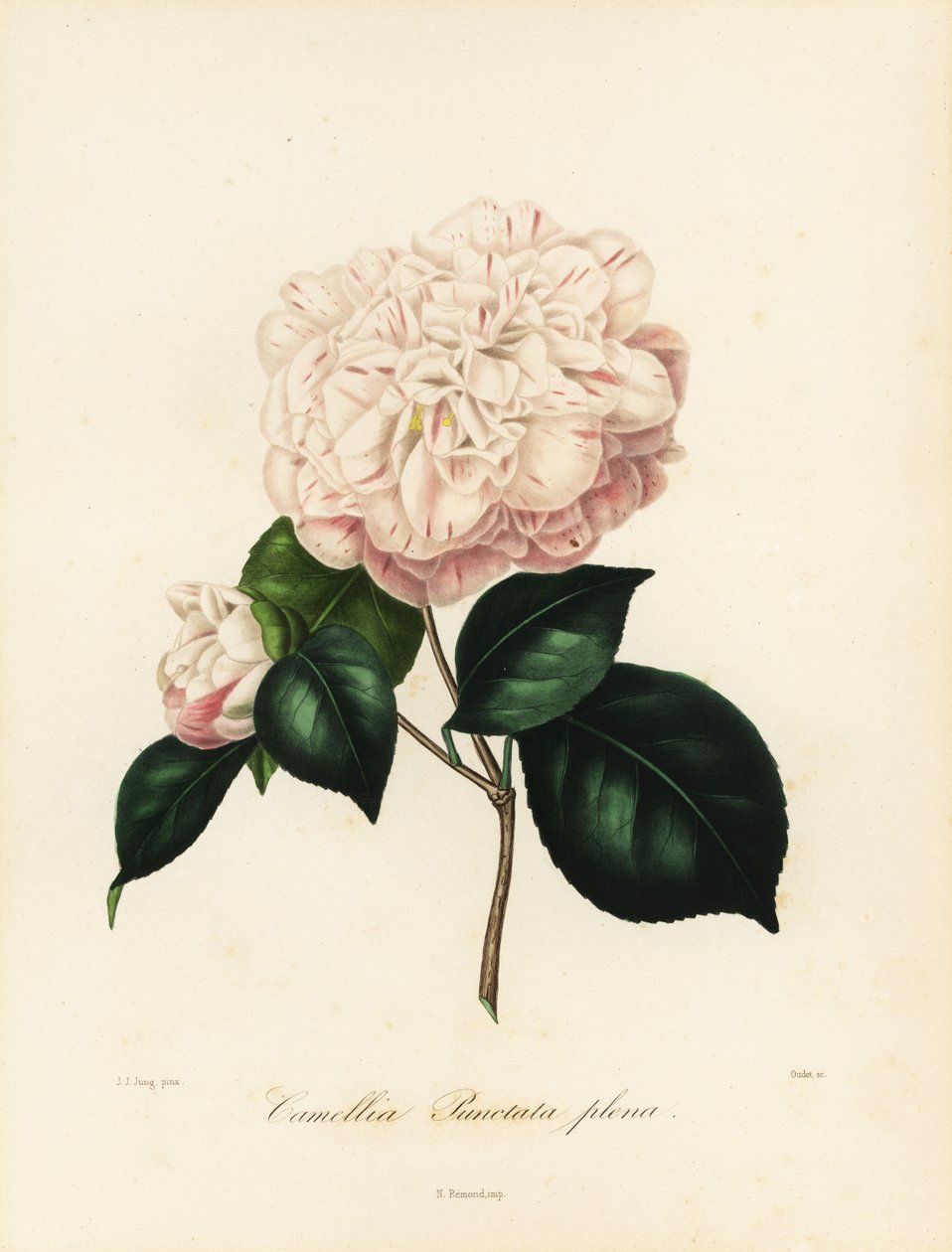 Camellia japonica varietà, Camellia punctata plena da Jakob (after) Jung