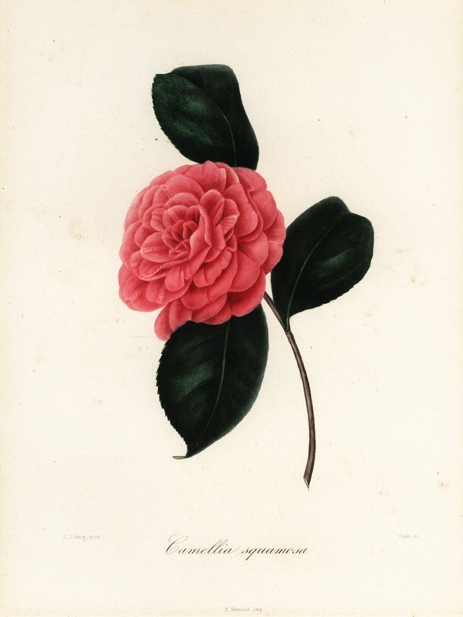 Camellia japonica, varietà Camellia squamosa da Jakob (after) Jung
