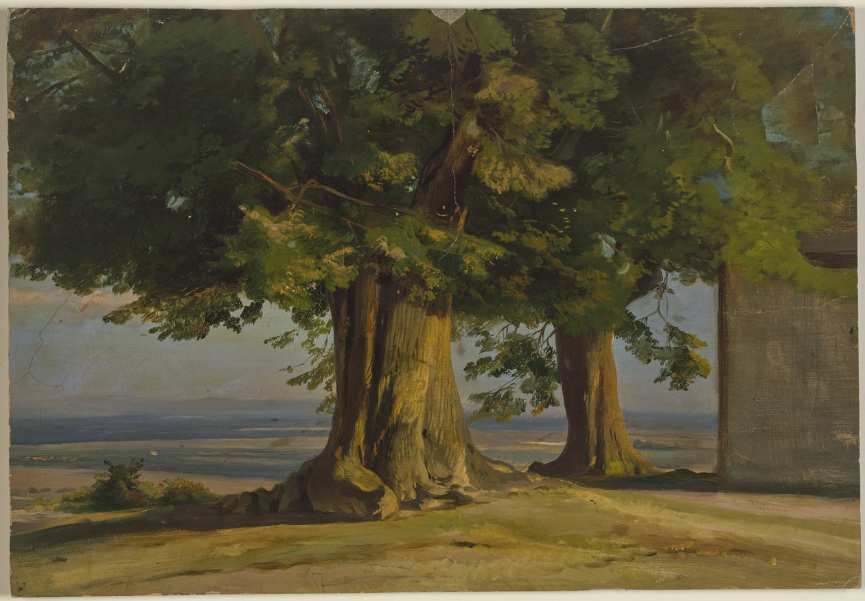 Vecchi alberi e veduta su un