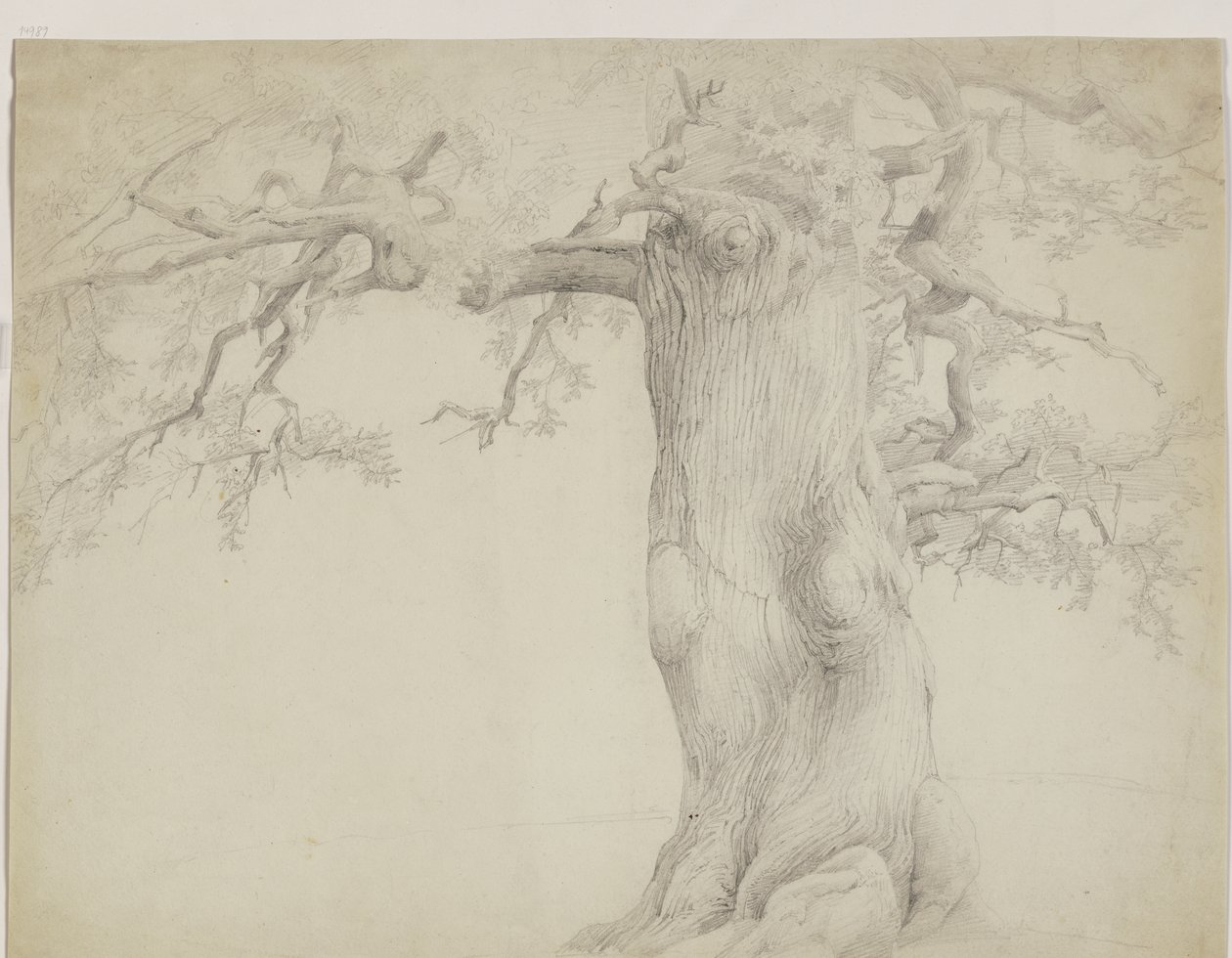 Albero secolare da Jakob Becker
