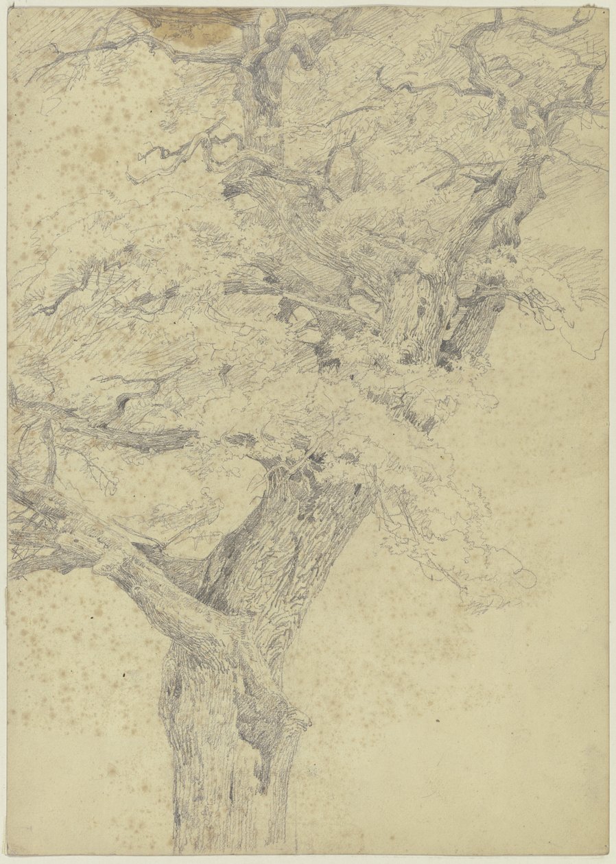Albero da Jakob Becker