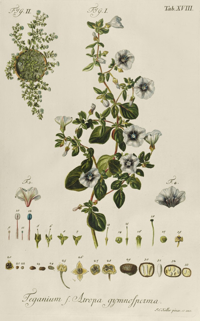 Convolvolo: Teganium f. Atropa gymnosperma da "Plantae Rariores" da Jakob Christoph Keller