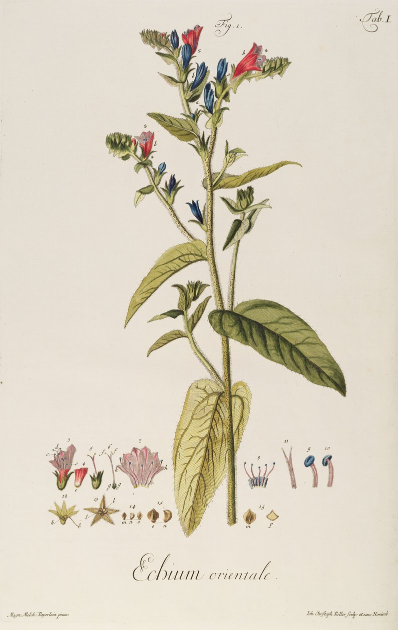 Echium: Orientale da "Icones Plantarum", c.1763 (incisione) da Jakob Christoph Keller