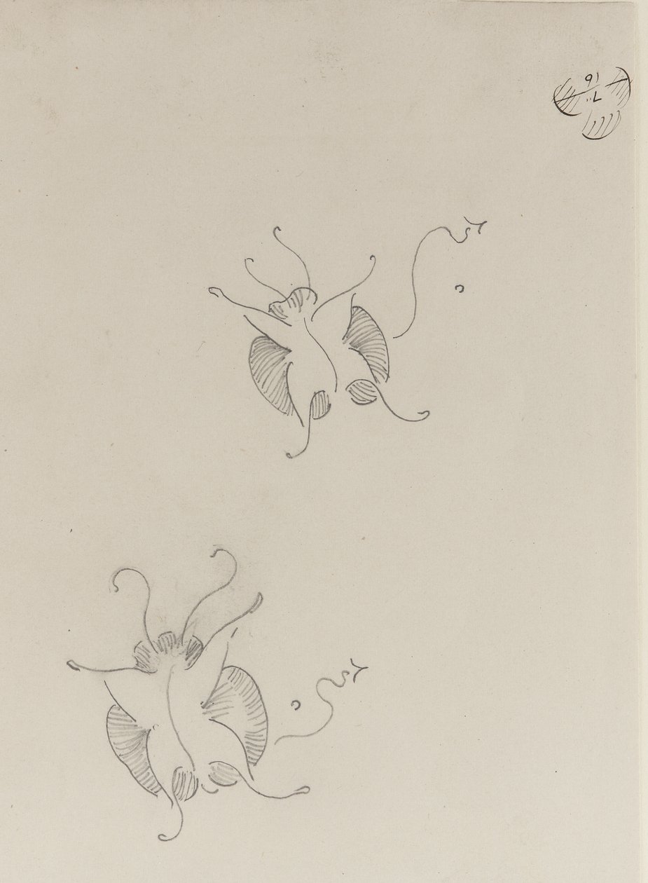 Due farfalle Whistler, c.1890 da James Abbott McNeill Whistler