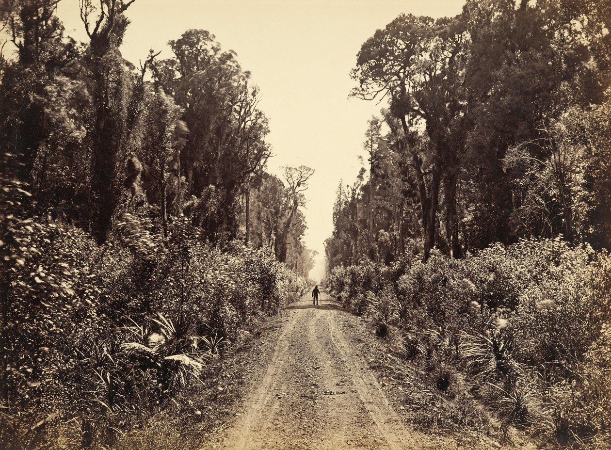 Viale di Cinque Miglia, Quaranta Miglia di Bosco da James Bragge