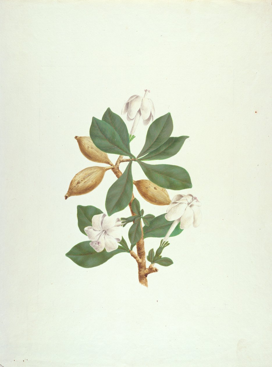 Aquariti (foglie, fiori e frutti) da James Bruce