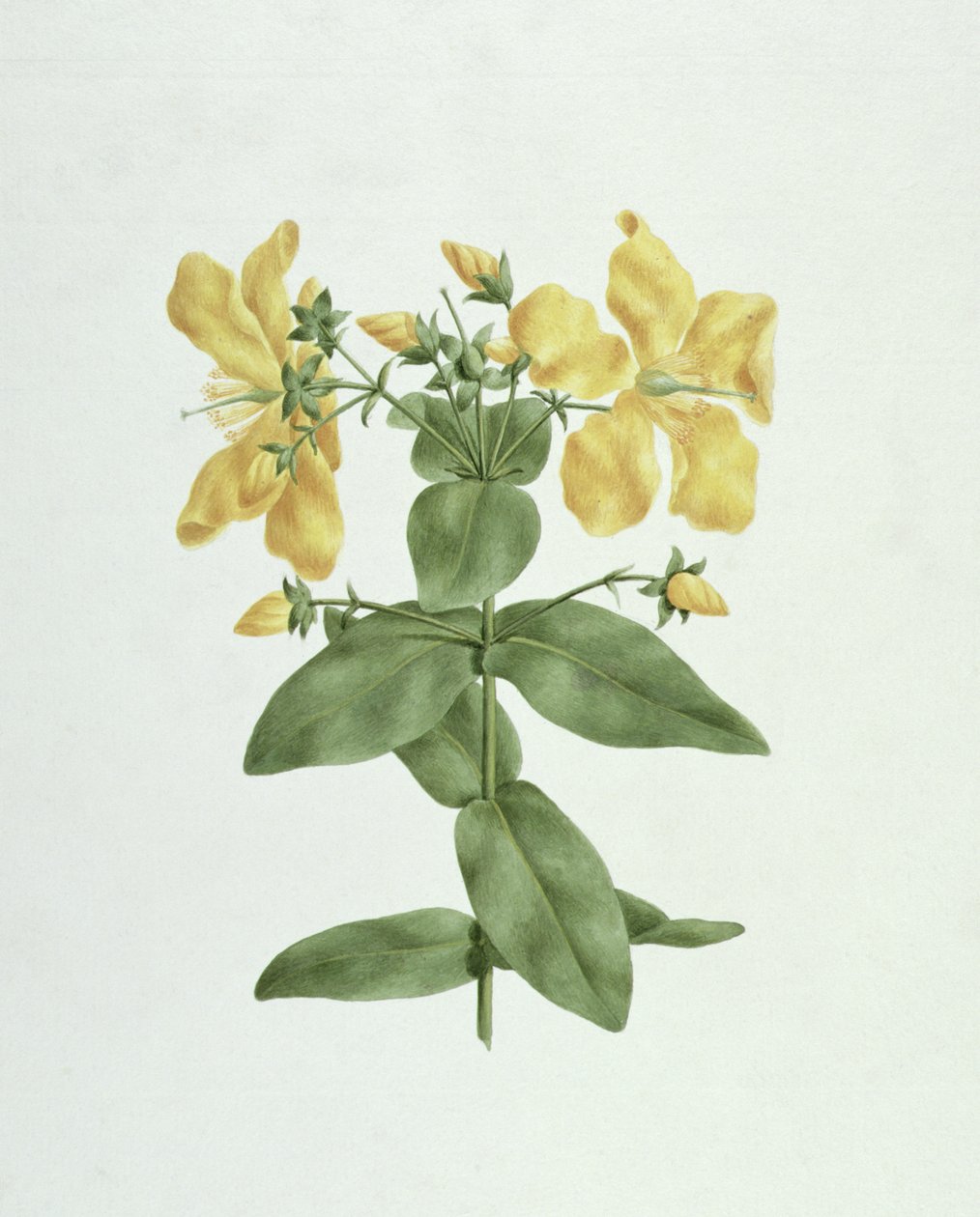 Feel-Fetch (Hypericum quartinianum) da James Bruce