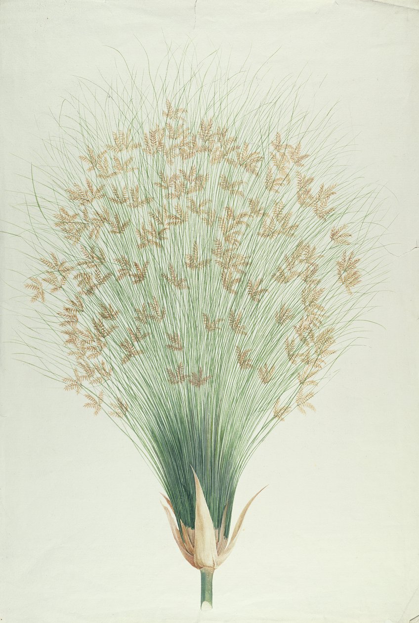 Papiro da James Bruce