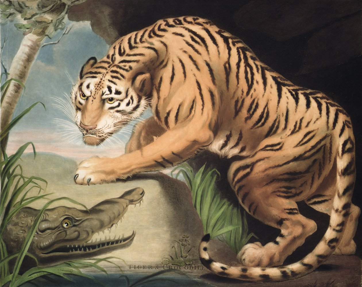 Tigre e coccodrillo, inciso da Charles Turner, pub. da James Daniell und Co., 1799 da James Northcote