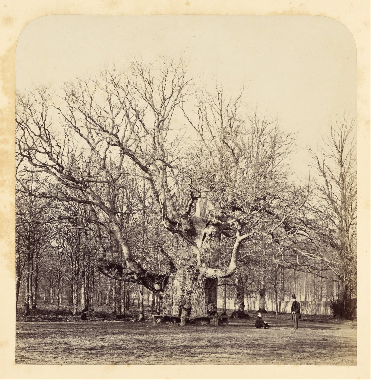 Vecchia Quercia Pollard a Forest Gate da James Sinclair