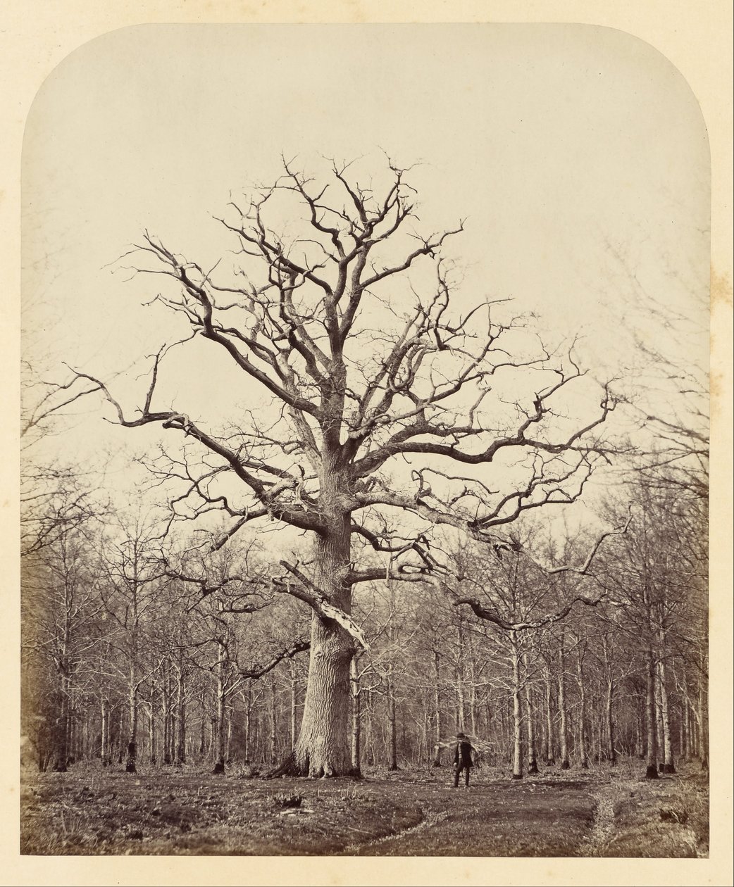Quercia della Regina Anna da James Sinclair