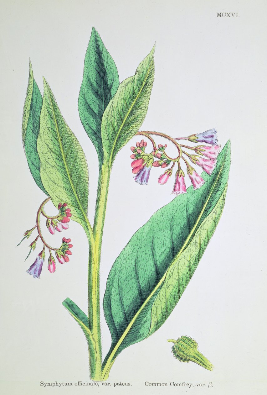 Consolida maggiore, tavola MCXVI, c.1800 da James Sowerby
