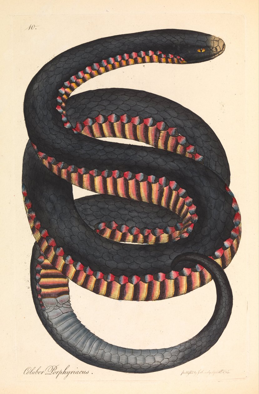 Serpente dai Fianchi Cremisi, Coluber porphyriacus da James Sowerby