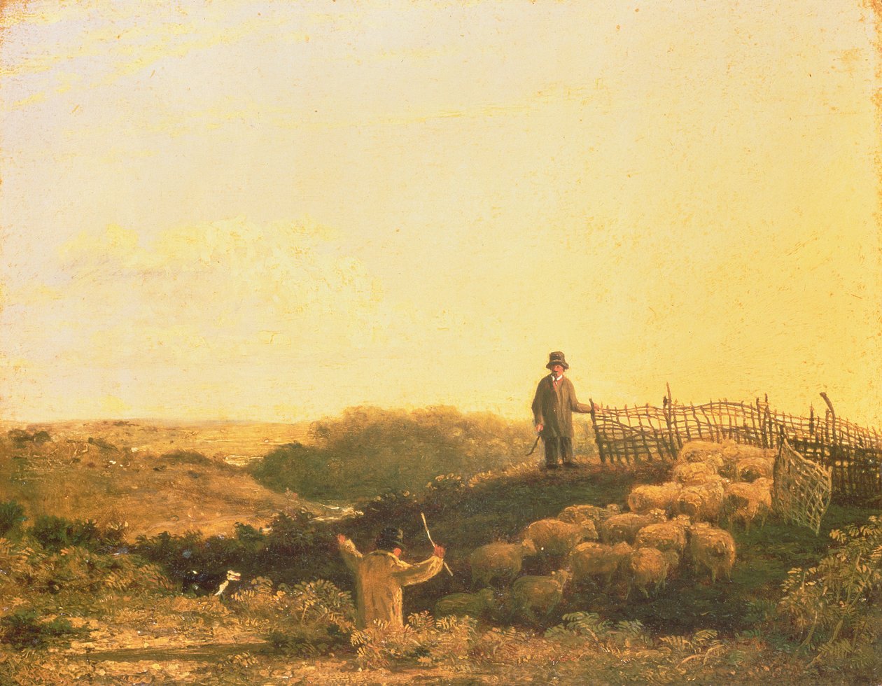 Raccolta del gregge da James Stark