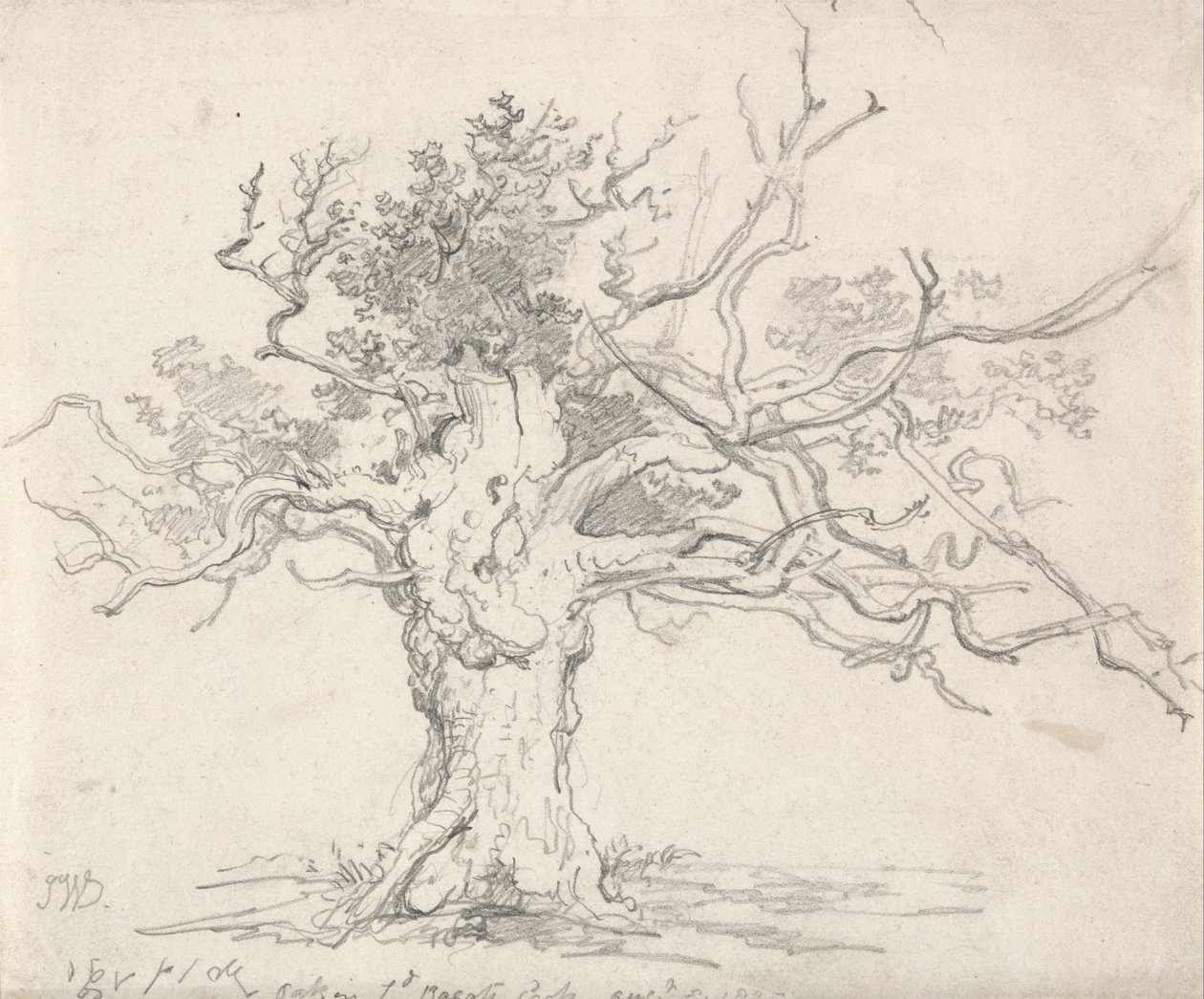 Una quercia stentata da James Ward