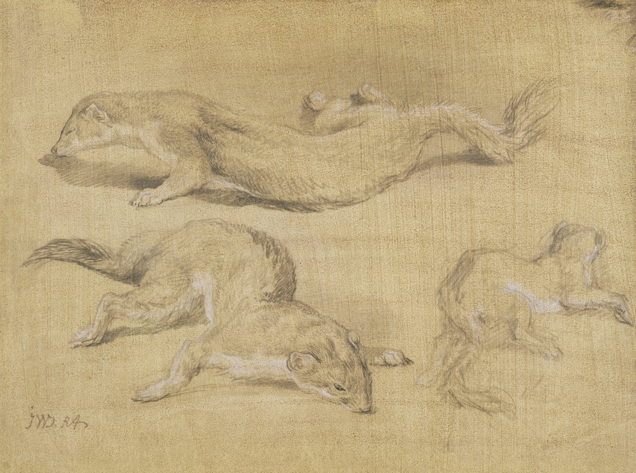 Furetti da James Ward