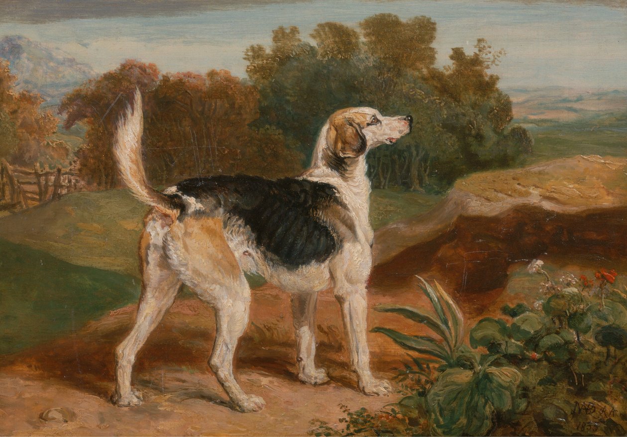 Ravager, uno dei cani di Lambton da James Ward