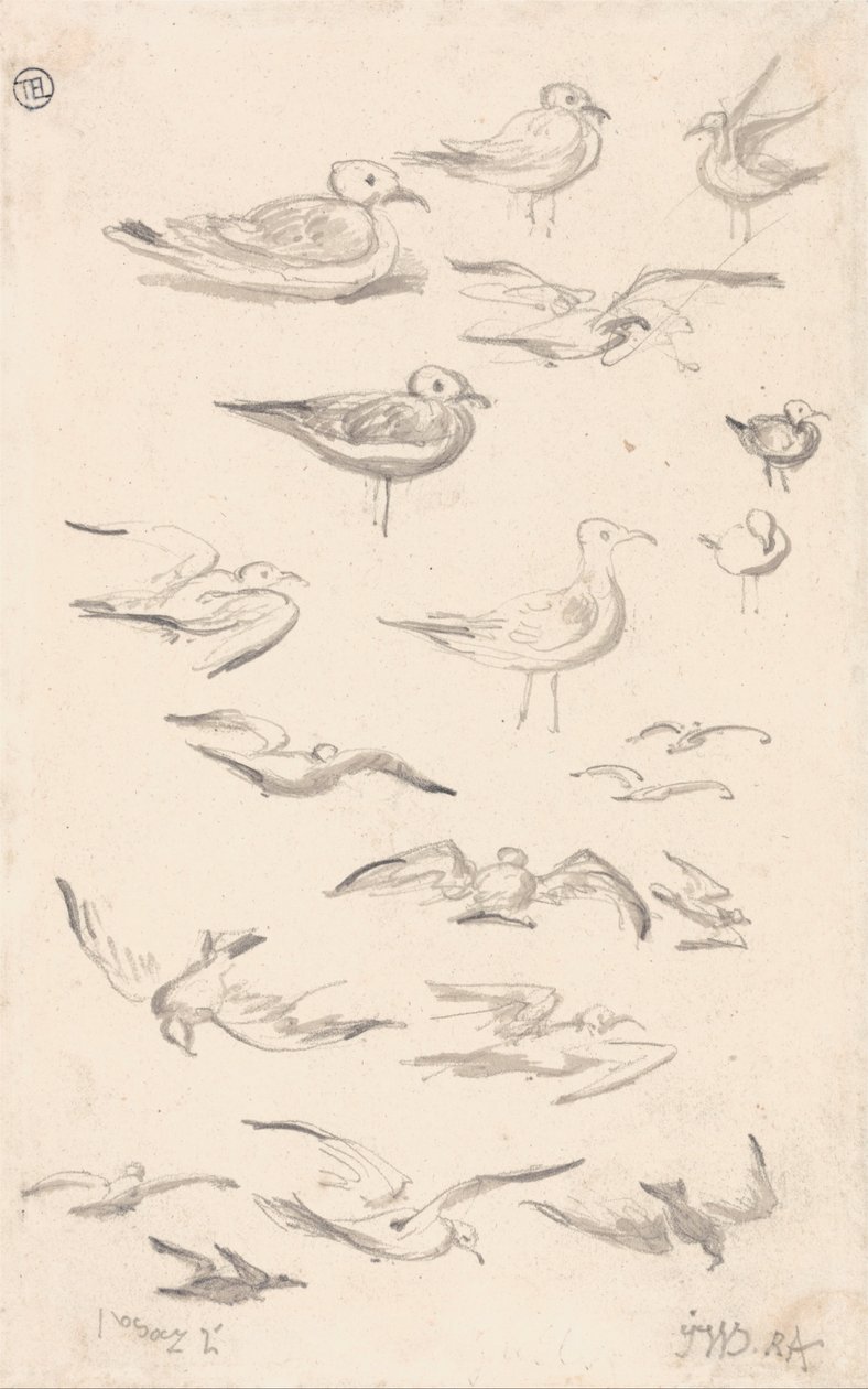 Studi di Gabbiani da James Ward