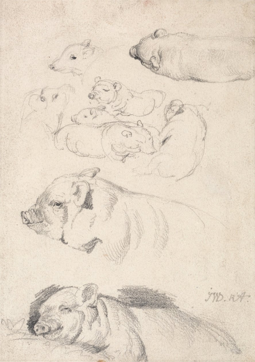 Studi di maiali da James Ward
