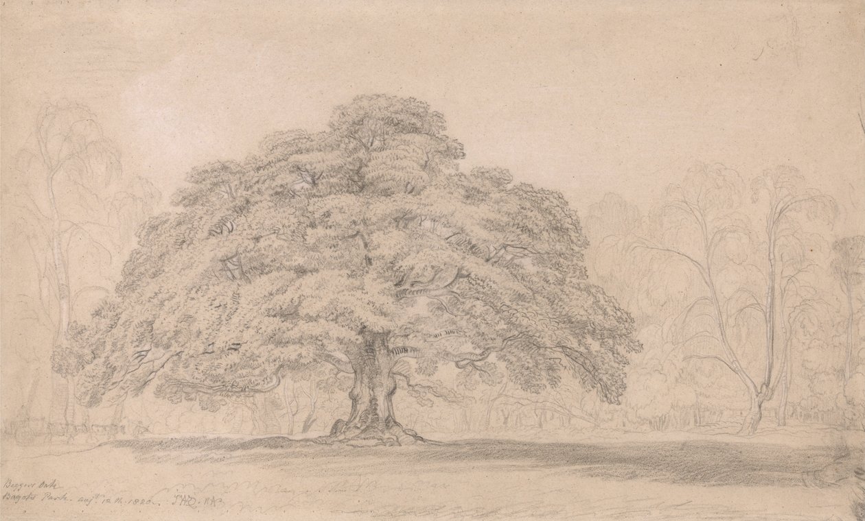 La quercia dei mendicanti, Bagots Park, 12 agosto 1820 (Un albero antico celebre nel parco di Lord Bagots Blithfield) da James Ward