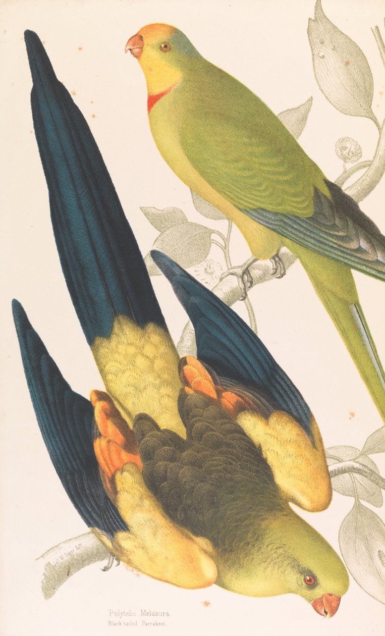 Pappagallo dalla Coda Nera, Polytelis melanura e Pappagallo Verde, Polytelis barranandi da James Whitley Sayer