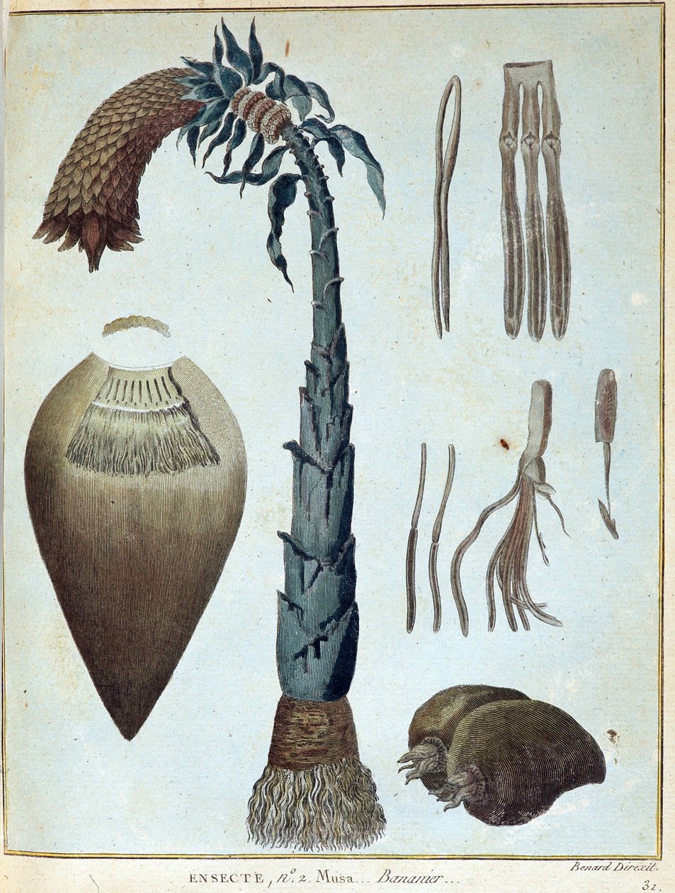 Banana - in "Viaggio in Nubia e Abissinia intrapreso per scoprire le sorgenti del Nilo negli anni 1768-1772", di James Bruce, vol. 1, Parigi da James Bruce