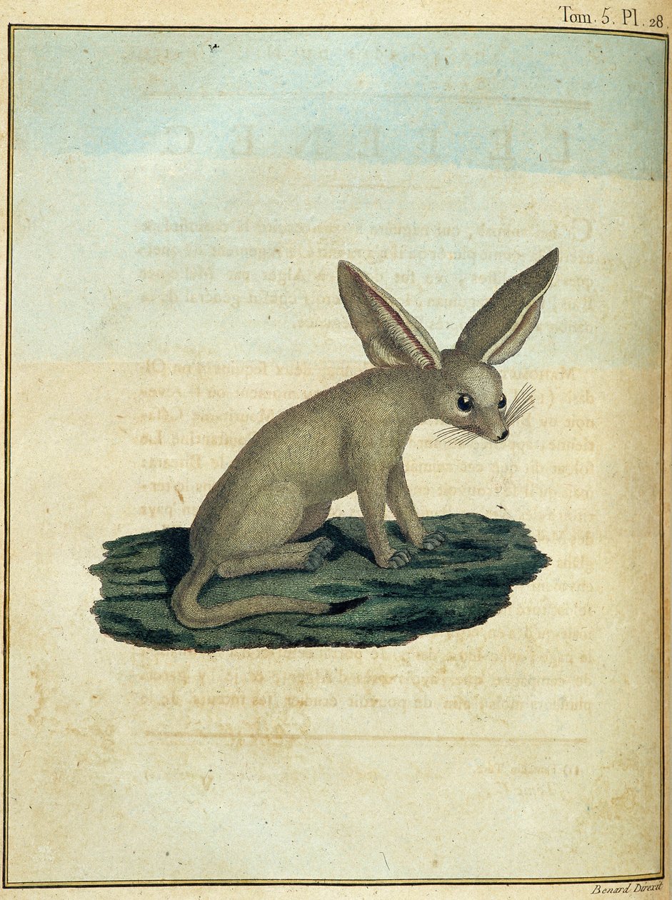 Fennec - in "Viaggio in Nubia e Abissinia intrapreso per scoprire le sorgenti del Nilo negli anni 1768-1772", di James Bruce, vol. 1, Parigi da James Bruce
