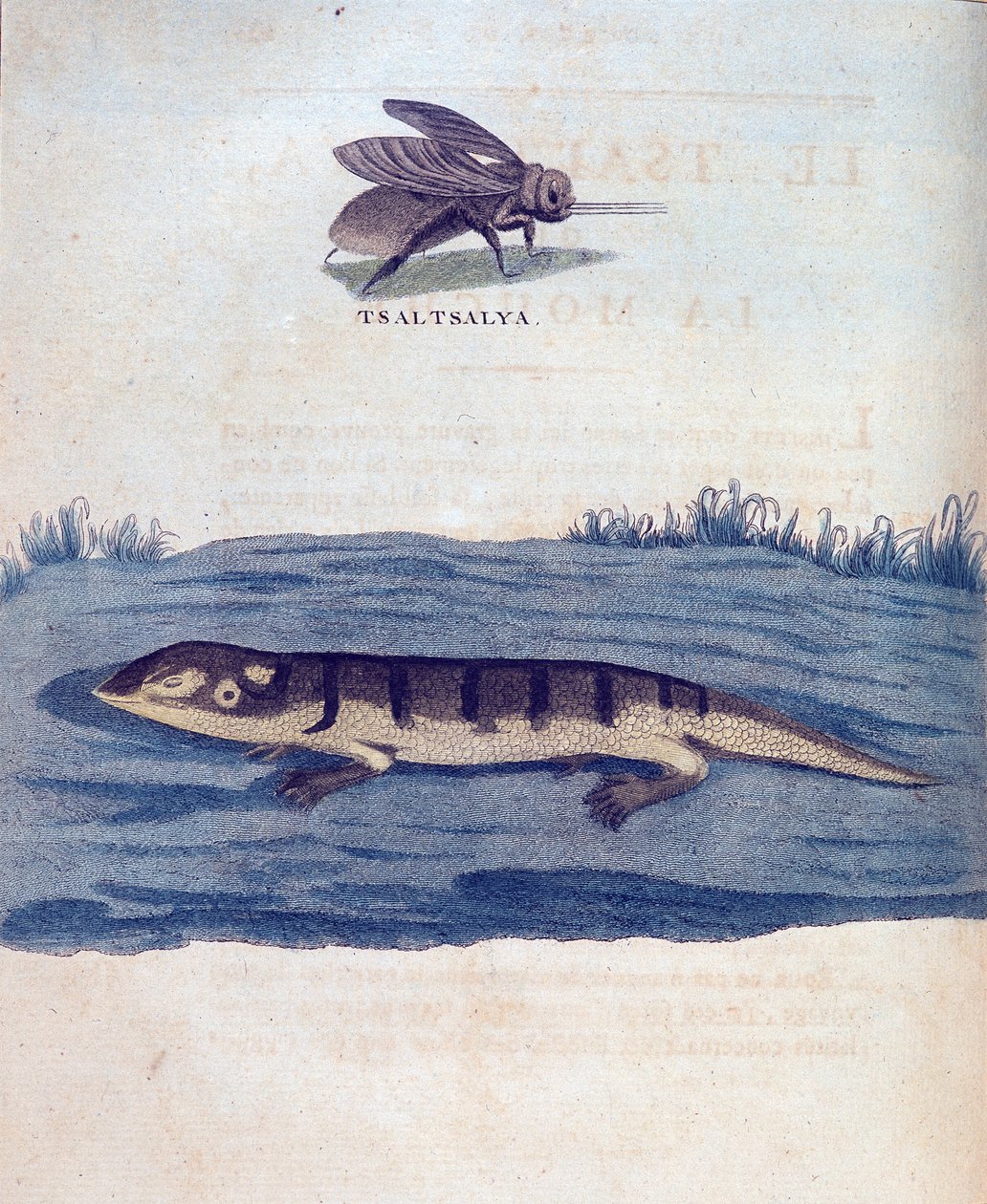 Mosca e lucertola - in "Viaggio in Nubia e Abissinia intrapreso per scoprire le sorgenti del Nilo negli anni 1768-1772", di James Bruce, Parigi da James Bruce