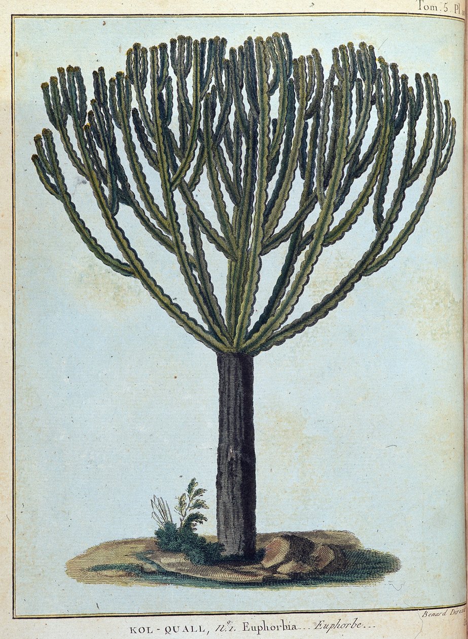 Kol-quall (Kol quall), euforbia (cactus) - in "Viaggio in Nubia e Abissinia intrapreso per scoprire le sorgenti del Nilo negli anni 1768-1772", di James Bruce, vol. 1, Parigi da James Bruce