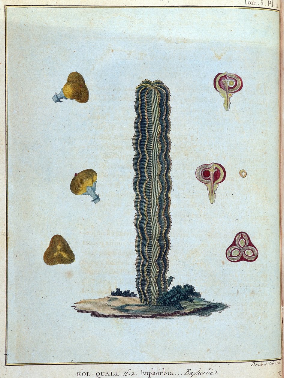 Kol-quall (Kol quall), euforbia (cactus) - in "Viaggio in Nubia e Abissinia intrapreso per scoprire le sorgenti del Nilo negli anni 1768-1772", di James Bruce, vol. 1, Parigi da James Bruce