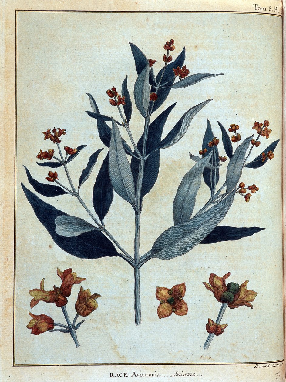 Rack, avicenne - in "Viaggio in Nubia e Abissinia intrapreso per scoprire le sorgenti del Nilo durante gli anni 1768-1772", di James Bruce, vol. 1, Parigi da James Bruce