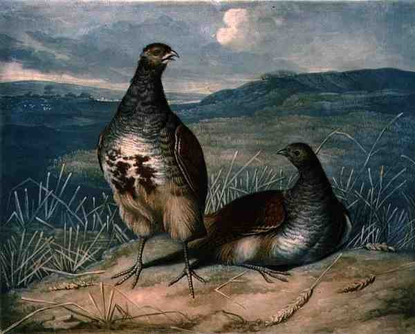 Pernici, tavola 1 di British Feather Game, inciso da Charles Turner, pub. da R. Ackermann, c.1810 da James (after) Barenger