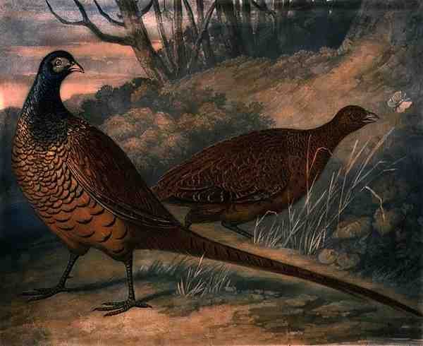 Fagiani, tavola 2 di British Feather Game, inciso da Charles Turner, pub. da R. Ackermann, c.1810 da James (after) Barenger