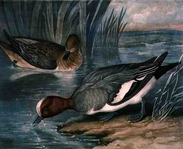Alzavole, tavola 6 di British Feather Game, inciso da Charles Turner, pub. da R. Ackermann, c.1810 da James (after) Barenger