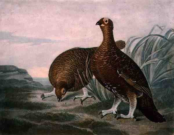 Gallo Cedrone, tavola 8 di British Feather Game, inciso da Charles Turner (1773-1857), pub. da R. Ackermann, c.1810 da James (after) Sillett