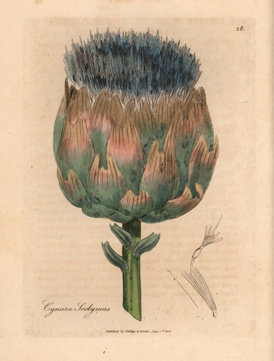 Carciofo a fiori blu e viola, Cynara scolymus, da un