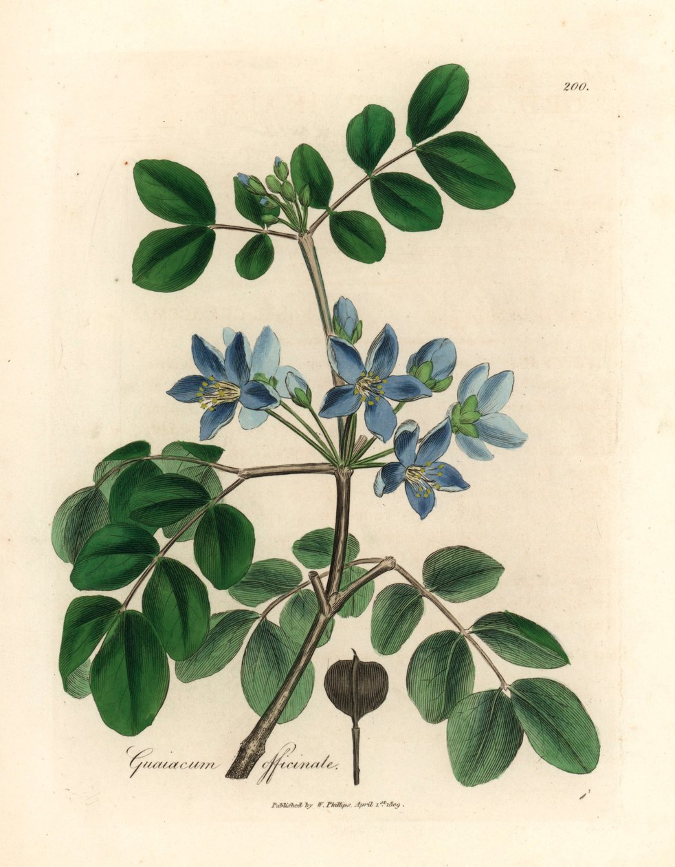 Guaiaco officinale a fiori blu, da un