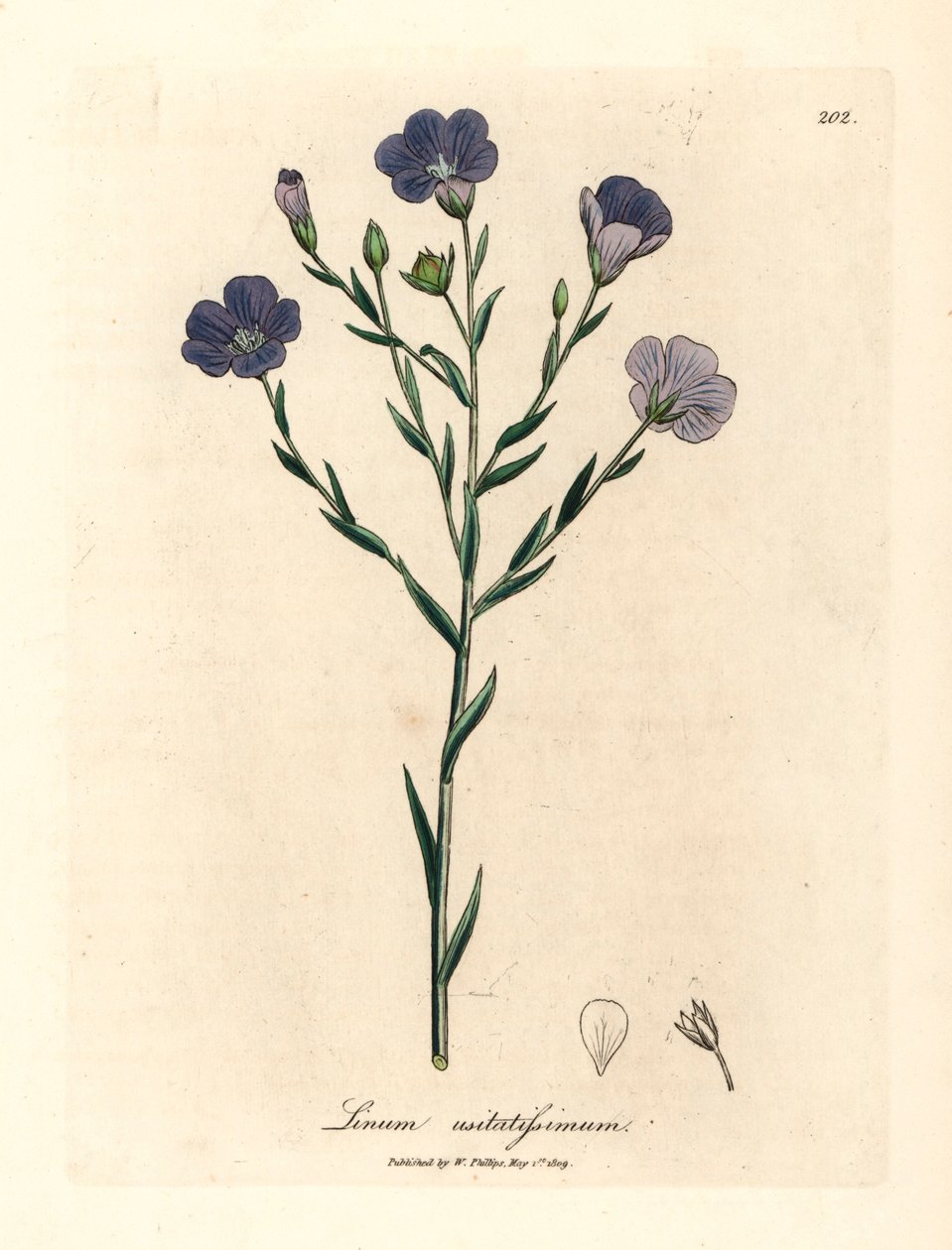 Lino a fiori blu, Linum usitatissimum, da un