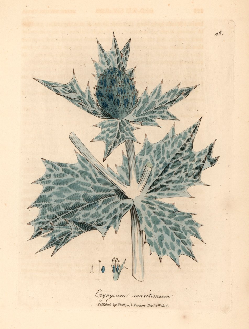 Eryngium maritinum a fiori blu, da un