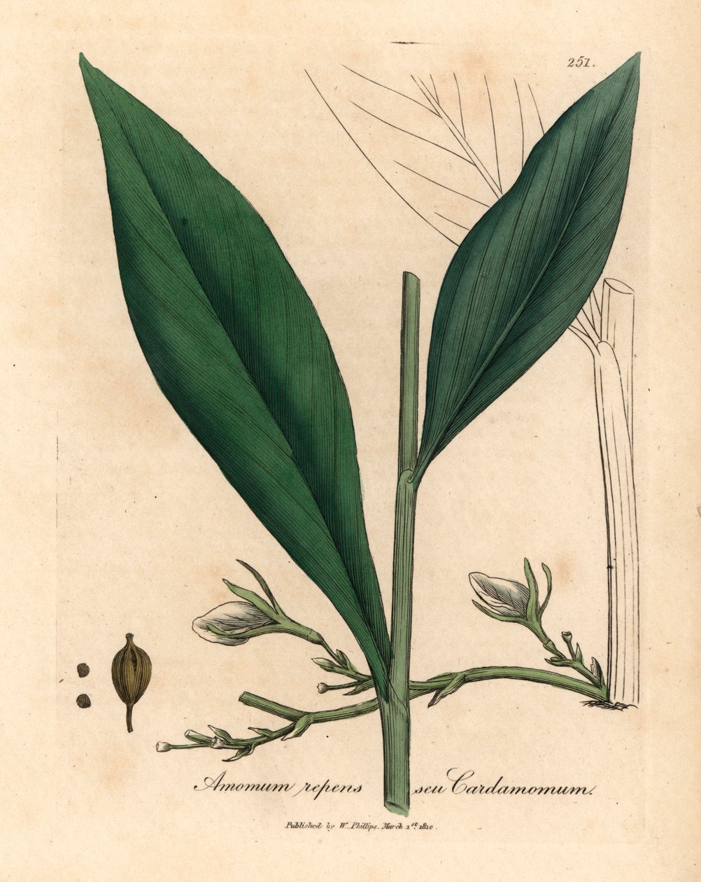 Cardamomo, Elettaria cardamomum, da un